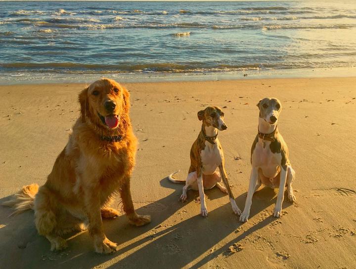 Preventive Care for Dogs