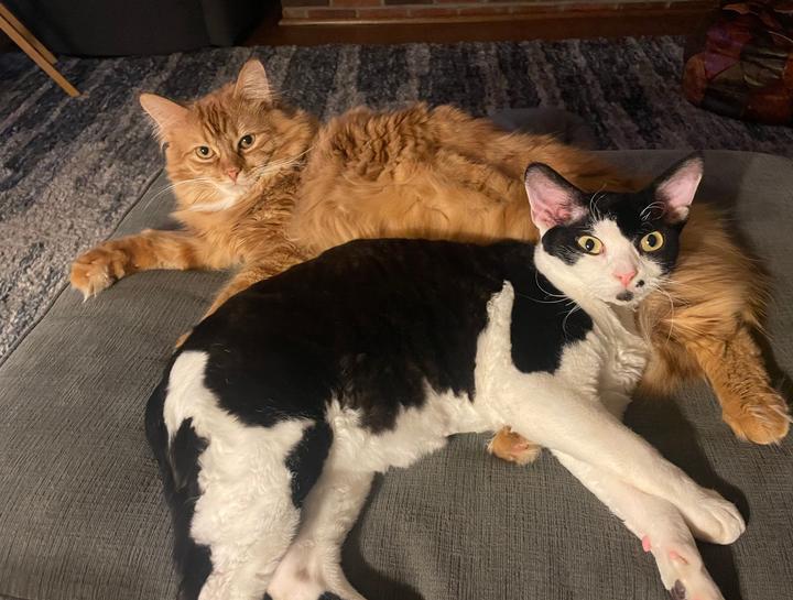 Preventive Care for Cats